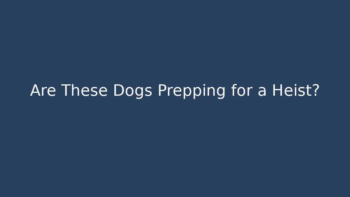 Are These Dogs Prepping for a Heist?