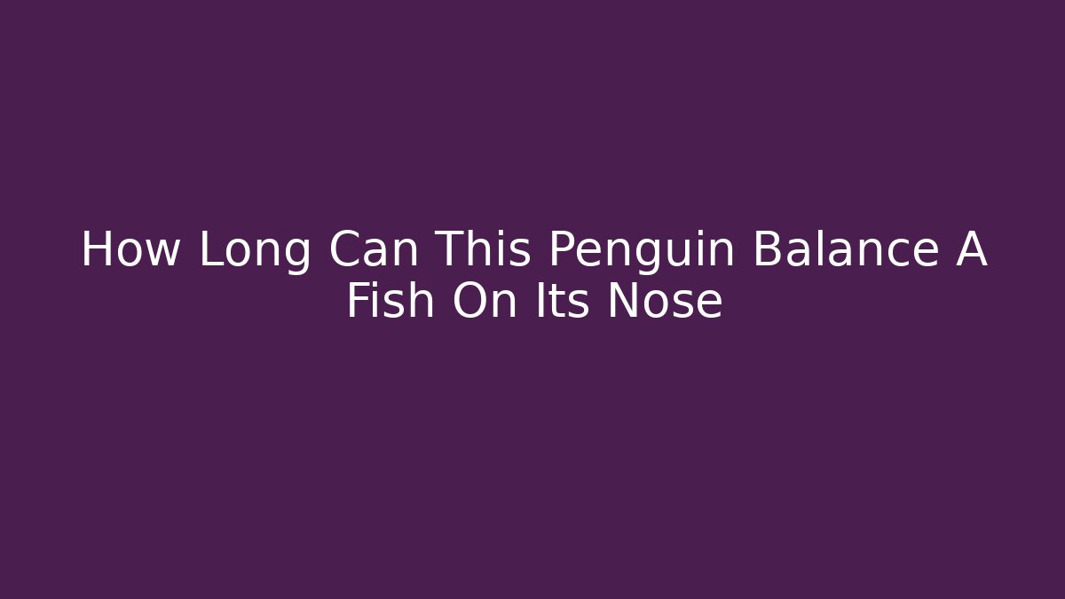 How Long Can This Penguin Balance A Fish On Its Nose