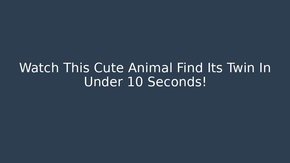Watch This Cute Animal Find Its Twin In Under 10 Seconds!