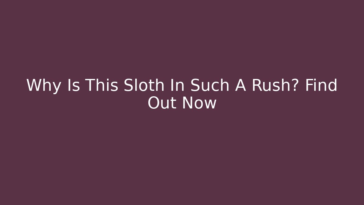 Why Is This Sloth In Such A Rush? Find Out Now - NADclinic